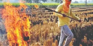 Farmers of Haryana are not desisting from burning stubble