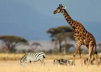 wild-life