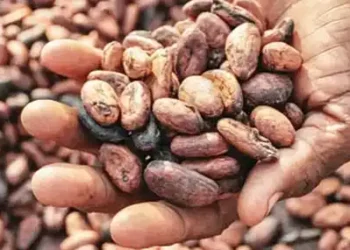 Ghana cocoa farmers hoard beans