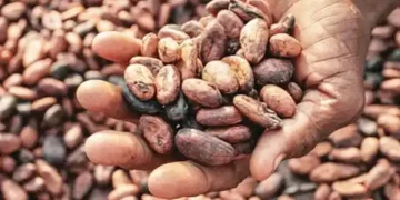 Ghana cocoa farmers hoard beans