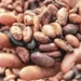 Ghana cocoa farmers hoard beans