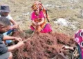 Seaweed farming