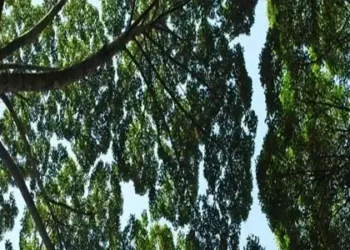 UNEP