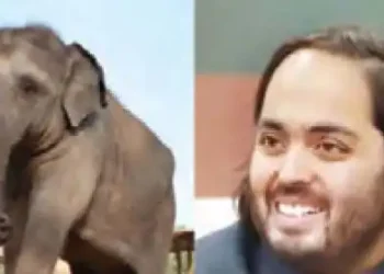 Anant Ambani gave new life to 3 African elephants