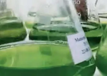 Scientists made biodiesel from algae