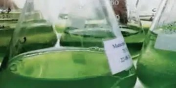 Scientists made biodiesel from algae