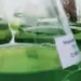 Scientists made biodiesel from algae