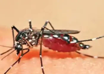 Chikungunya increased by 230 percent in Mumbai compared to last year