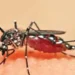 Chikungunya increased by 230 percent in Mumbai compared to last year