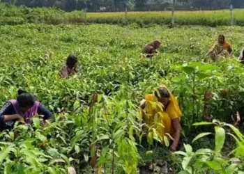 kharif foodgrain