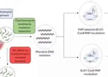 CRISPR-based diagnostic test to detect ulcer, gastric cancer-causing bacteria