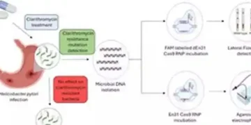 CRISPR-based diagnostic test to detect ulcer, gastric cancer-causing bacteria