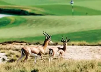 Promoting environmental awareness in UAE