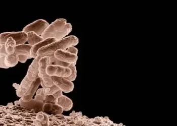 Single-use plastic bottles may be spreading antibiotic resistance