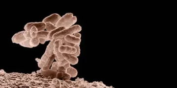 Single-use plastic bottles may be spreading antibiotic resistance