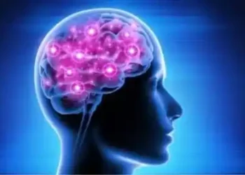 brain