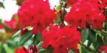 Buransha which blooms in February blooms only in December