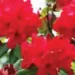 Buransha which blooms in February blooms only in December