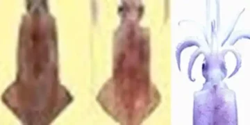 CMFRI reveals genetic similarities in Indian squid and humans