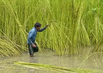 Centre hikes MSP of raw jute by Rs 315 for 2025-26 season