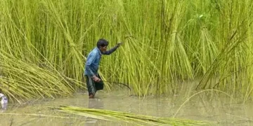 Centre hikes MSP of raw jute by Rs 315 for 2025-26 season