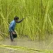 Centre hikes MSP of raw jute by Rs 315 for 2025-26 season