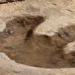 Dinosaur footprints found