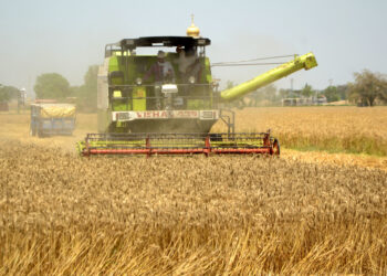 India turns food-surplus powerhouse driven by robust farm sector growth