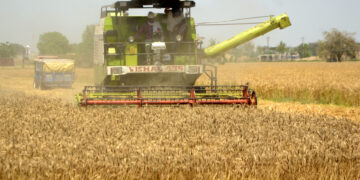 India turns food-surplus powerhouse driven by robust farm sector growth