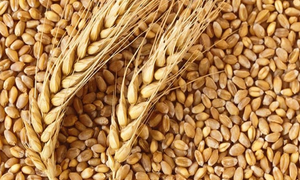 Rabi 2024 clocks 1,132 LMT wheat production, ample availability in country