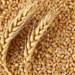 Rabi 2024 clocks 1,132 LMT wheat production, ample availability in country