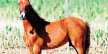 The world's first super horse is created by gene editing