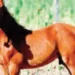 The world's first super horse is created by gene editing