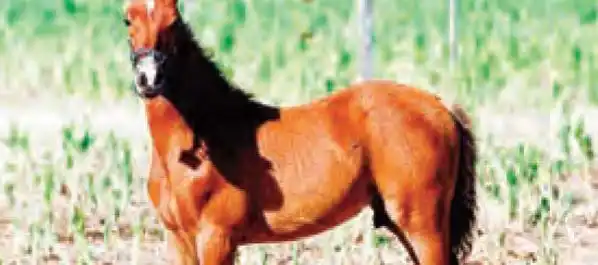 The world's first super horse is created by gene editing