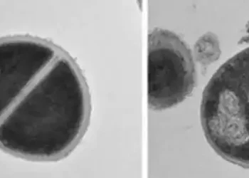 Human body's protein recycling system fights bacteria like antibiotics
