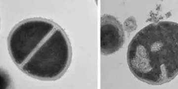 Human body's protein recycling system fights bacteria like antibiotics