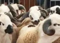 No sheep for Eid, King tells MOROCCANS