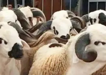 No sheep for Eid, King tells MOROCCANS