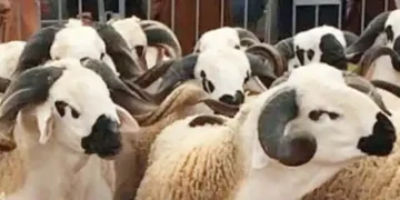 No sheep for Eid, King tells MOROCCANS