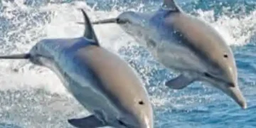 There are 6327 dolphins in the rivers of the country, 2397 in Uttar Pradesh alone