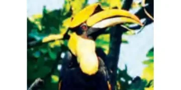 Himalayan bird seen in Tiger Reserve