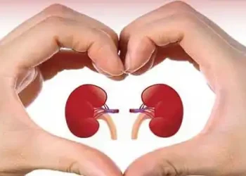kidney