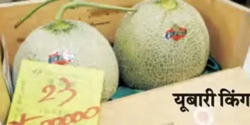 The world's most expensive fruit, costs 22 lakh rupees