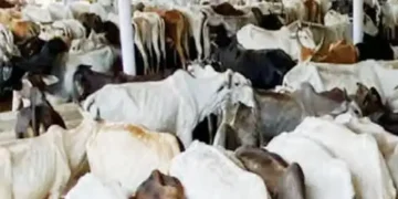 Alert mode in cow shelters, government gave special instructions to protect cows from heat