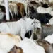 Alert mode in cow shelters, government gave special instructions to protect cows from heat
