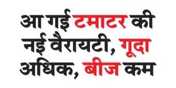 A new variety of tomatoes has arrived, more pulp, less seeds