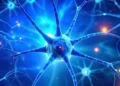 brain