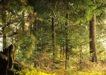 forest