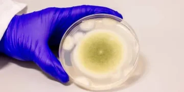 Researchers turn toxic fungus into potent anti-cancer compound