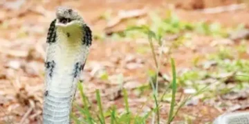 10 King Cobras seen at an altitude of 9000 feet in Everest